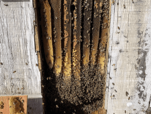 Bee Removal Logics offers safe live bee removal services for all of San Diego County.