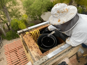 Live Bee Removal Services. Bee Expert Fernando Valdez is removing a bee hive from a roof that was discovered by the homeowner.