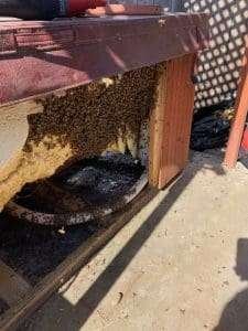 Bee Removal Logics offers safe live bee removal services for all of San Diego County.