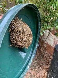 Bee Removal Logics offers safe live bee removal services for all of San Diego County.