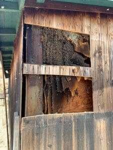 Bee Removal Logics offers safe live bee removal services for all of San Diego County.