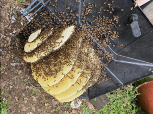 Bee Removal Logics offers safe live bee removal services for all of San Diego County.
