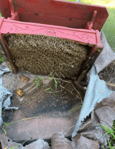 Bee Removal Logics offers safe live bee removal services for all of San Diego County.