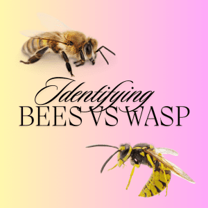 A Picture of a Wasp Vs Bee. Call Bee Removal Logics San Diego County for a safe and eco-friendly bee removal service estimate.