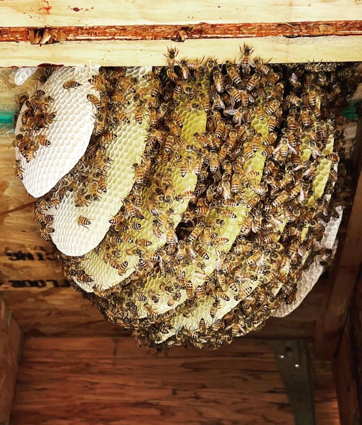 A Picture of a Bee Hive. Call Bee Removal Logics San Diego County for a safe and eco-friendly bee removal service estimate.