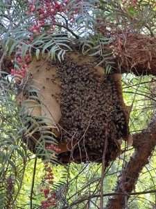 swarm bee infestation on tree branch