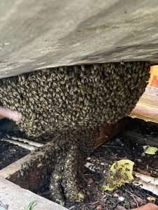 bee swarm infestation on the floor of a shed