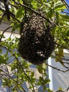 swarm infestation on a branch