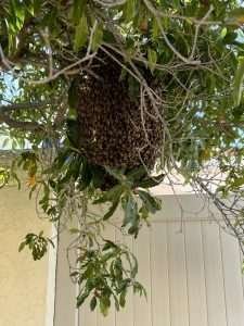 bee swarm infestation on a tree brunch