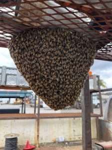 swarm infestation in a working truck