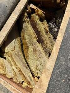 bee hive infestation inside the wall of a house