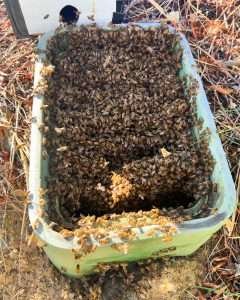 water box bee infestation